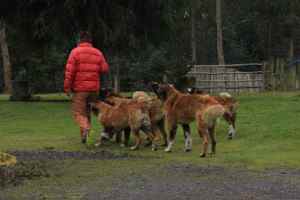 The swiss owner and his bernards