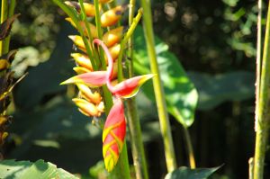 This one is just good for beauty I guess