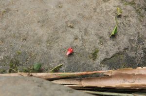 Cutting ants on their little procession