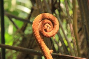 The variety of plants are incredible. And we learned (and already forgot) about the medical use of many of them..