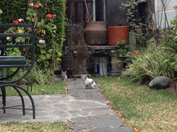 cuties in the garden